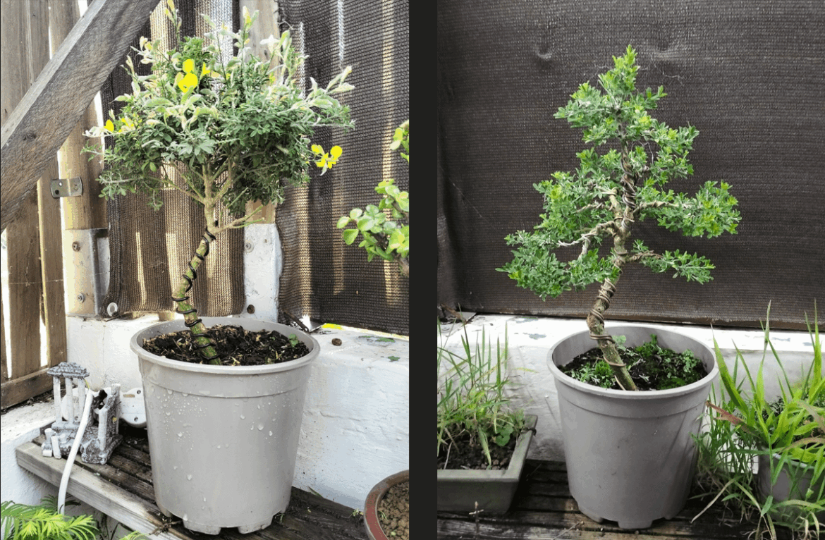 8 months taming this citysus.....