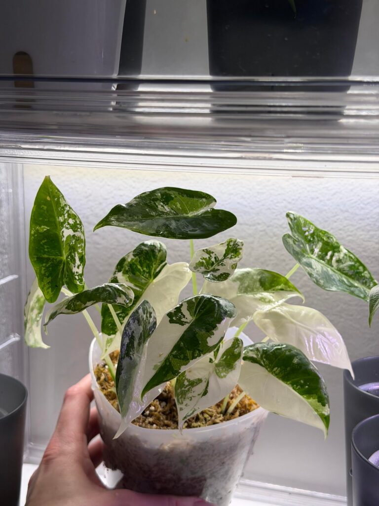 Am I doing a mistake by potting them all together?