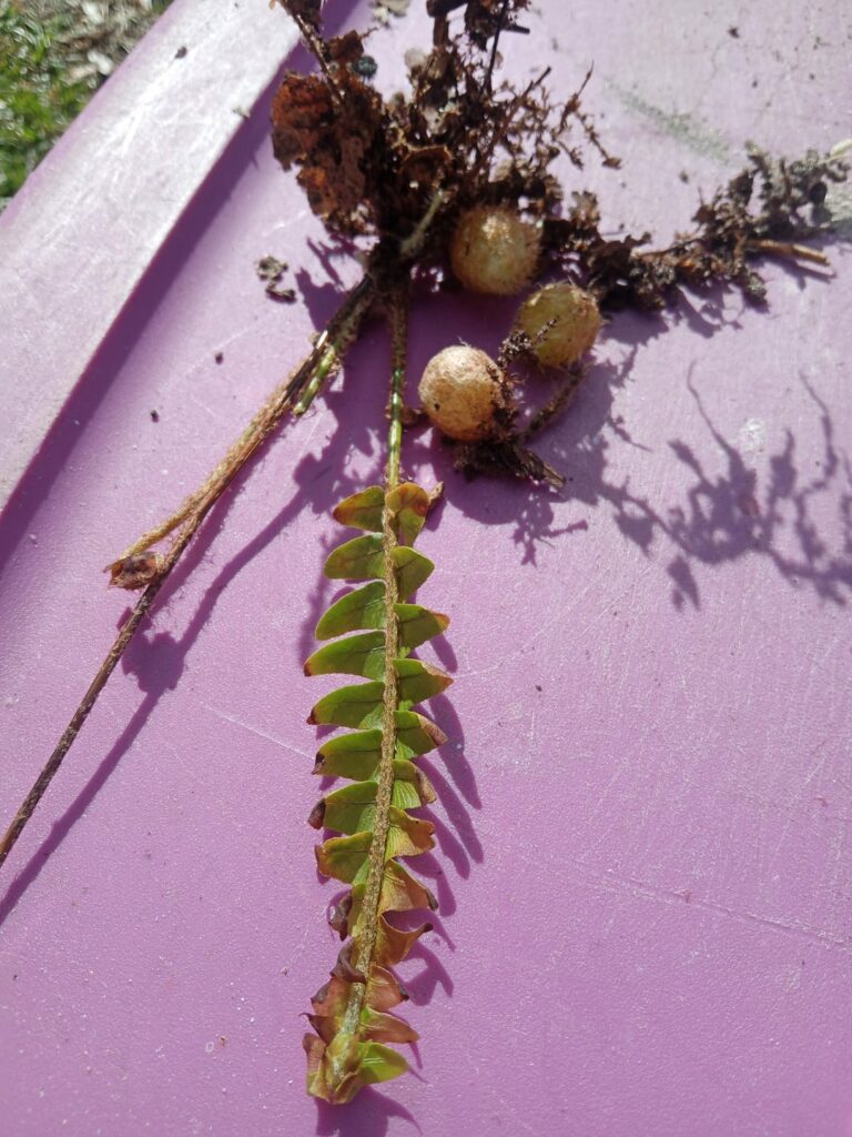 What is this plant with fuzzy round roots Found in Florida, U.S.