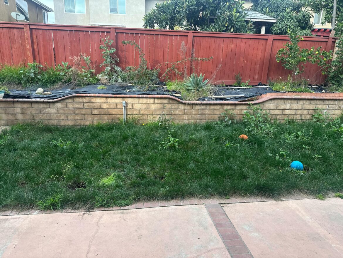 New Dad, Deciding on new lawn type/solutions (zone 10a, hotter part of SoCal) any advice is much appreciated