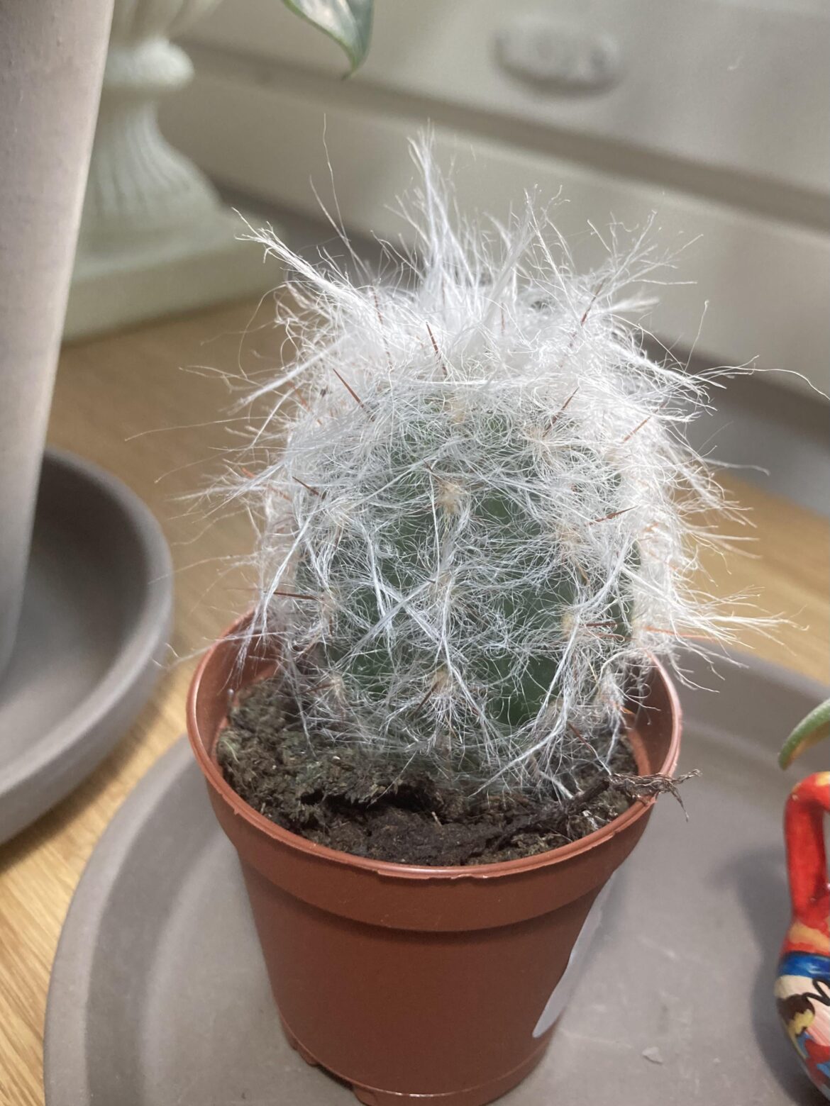 Finally I’v got an Old man cactus 🥰🥲