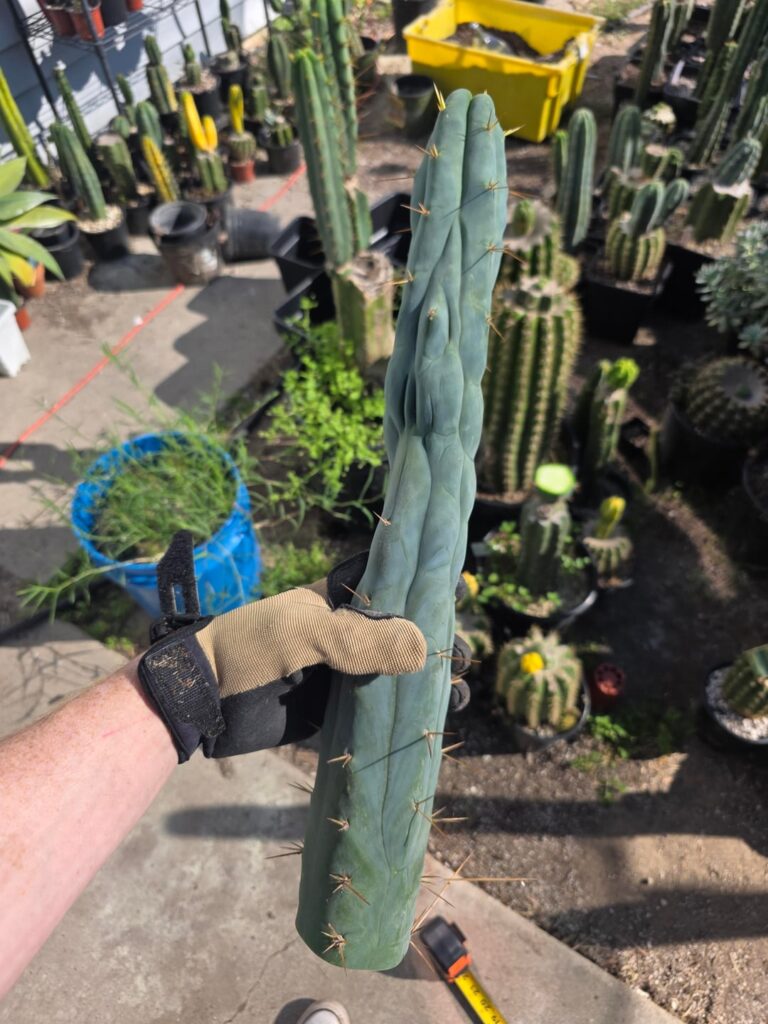 She finally got the chop 😎