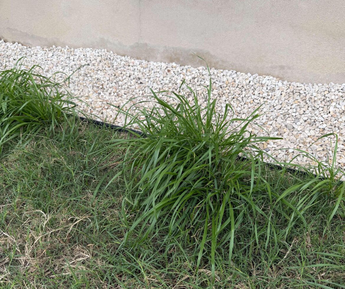 Looking for Assistance with WEEDS - Central TX