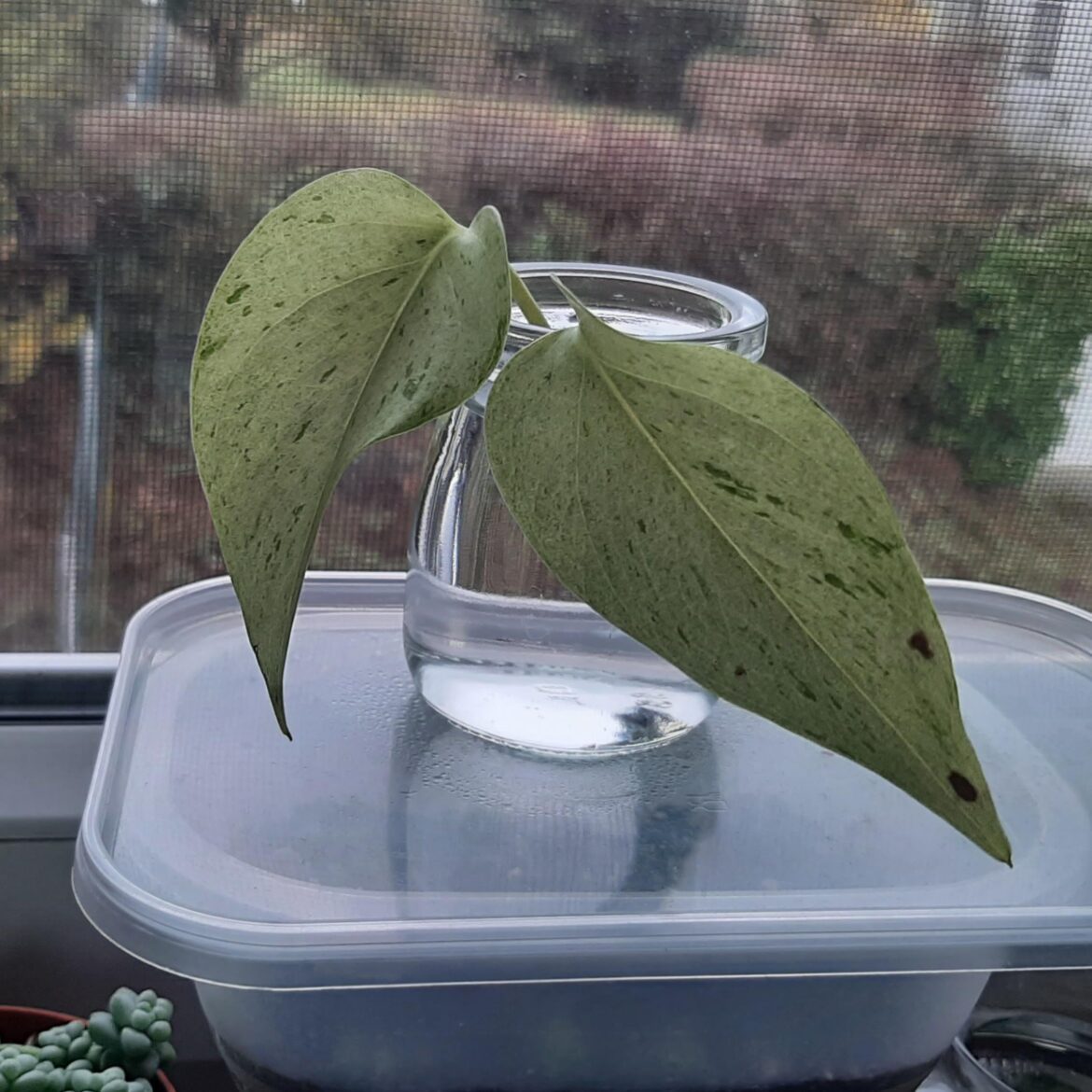 What kind of pothos do i have ?