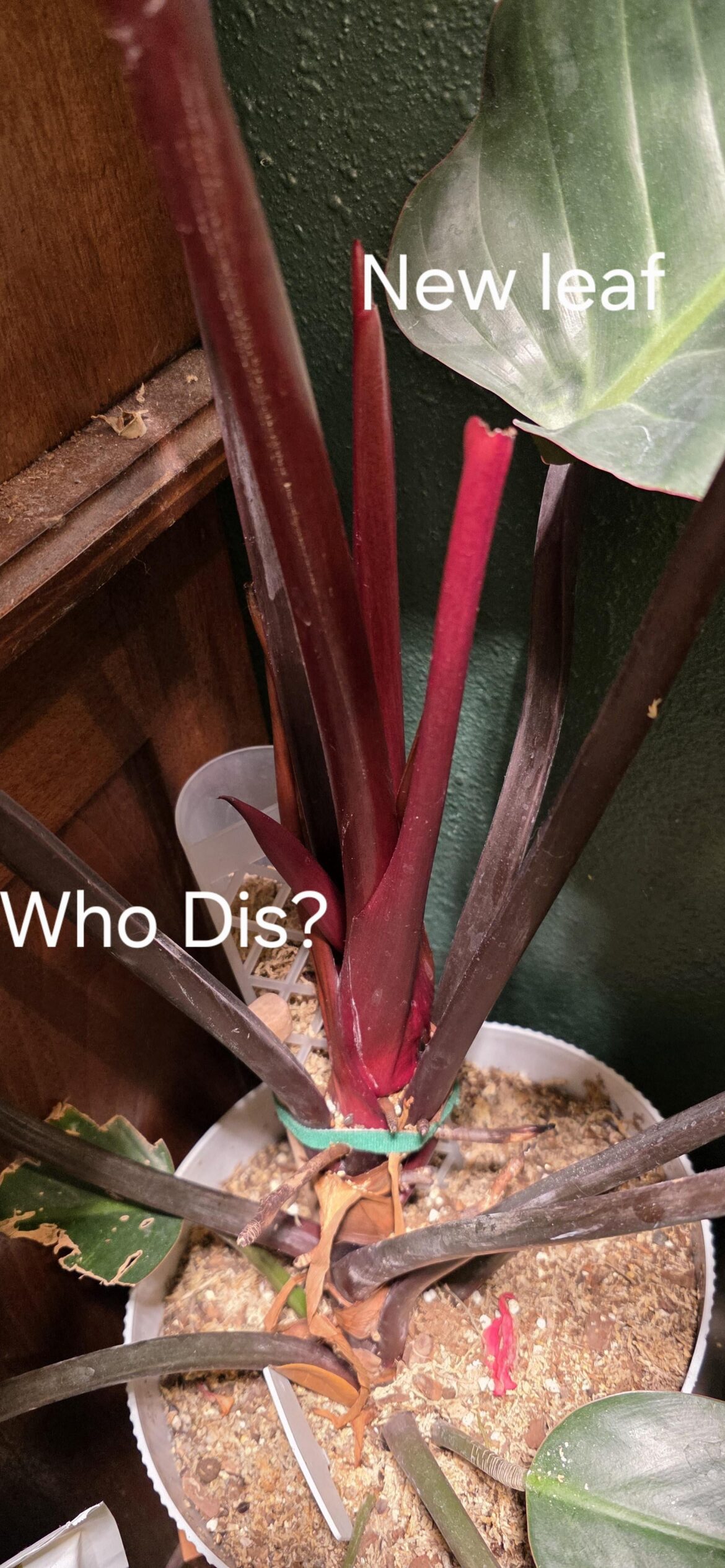 The new leaf is on the top right so who is the little guy on the bottom? Flower or new growth point?