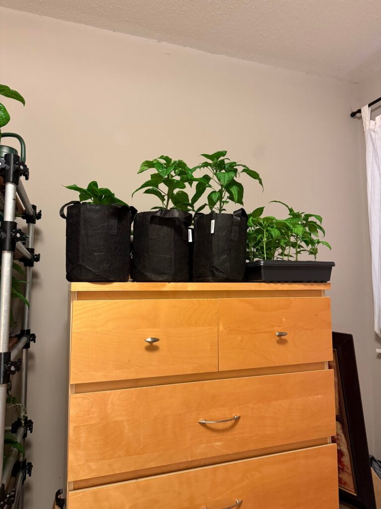 I suck at growing tomatoes I suck at growing tomatoes
