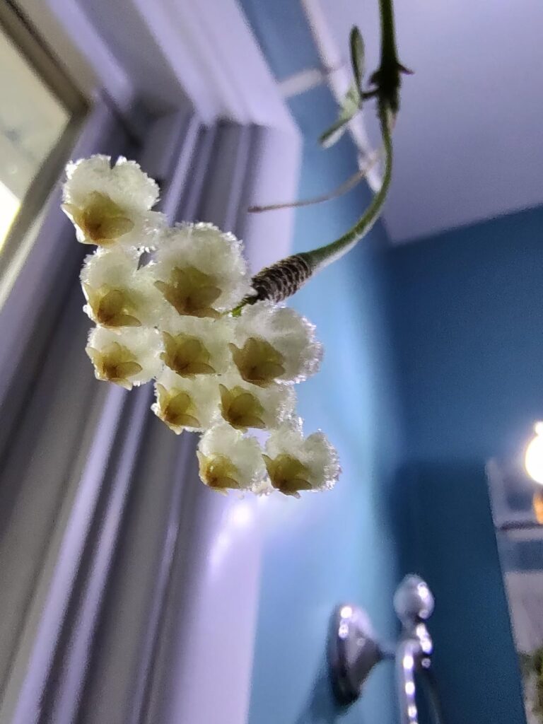 Two feet of snow. Power out. Hoya doesn't care.