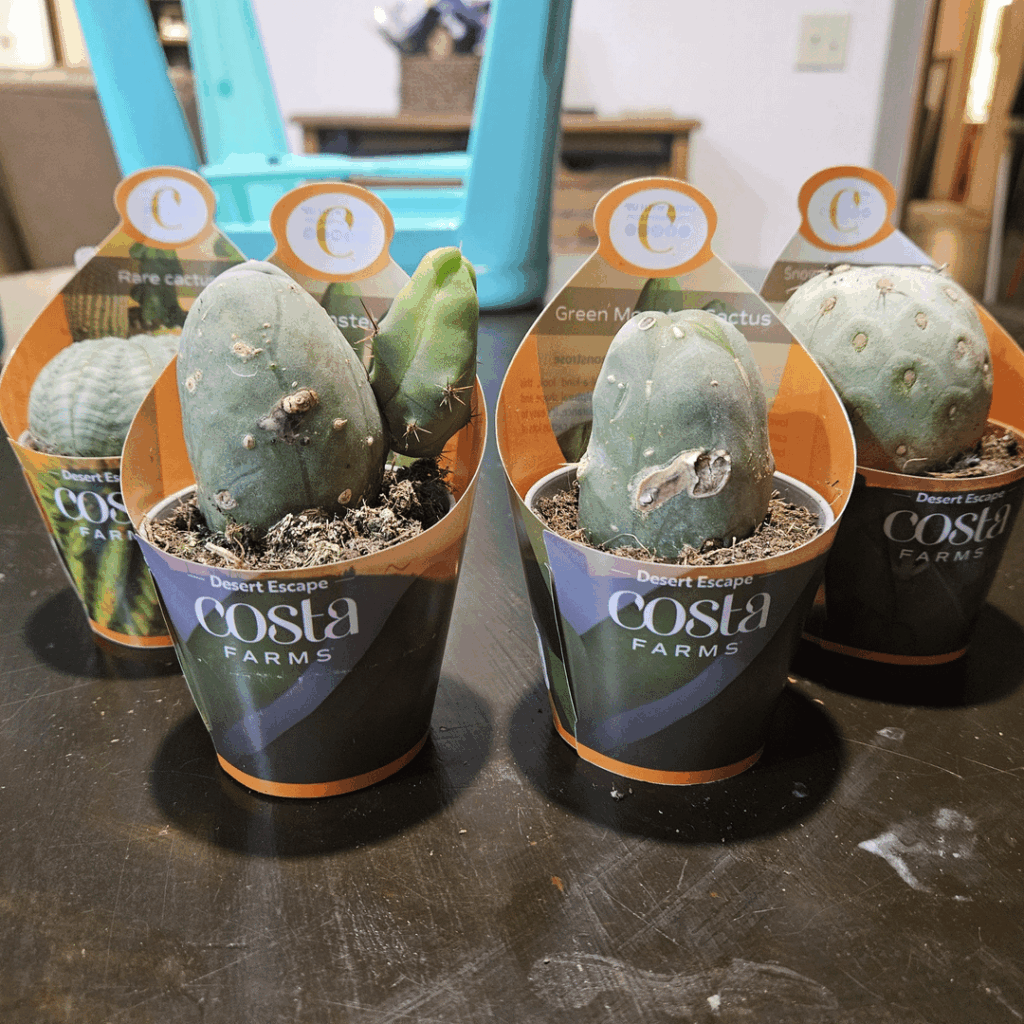 Walmart tbm health concern 1 mo mark