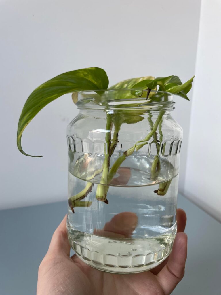 Pothos propagation help!