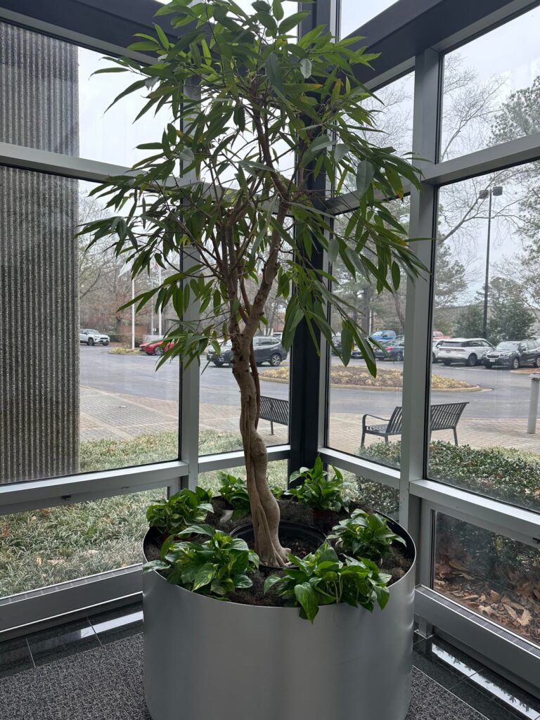 Help. Should I fill the entire thing with soil? Help. Should I fill the entire thing with soil?