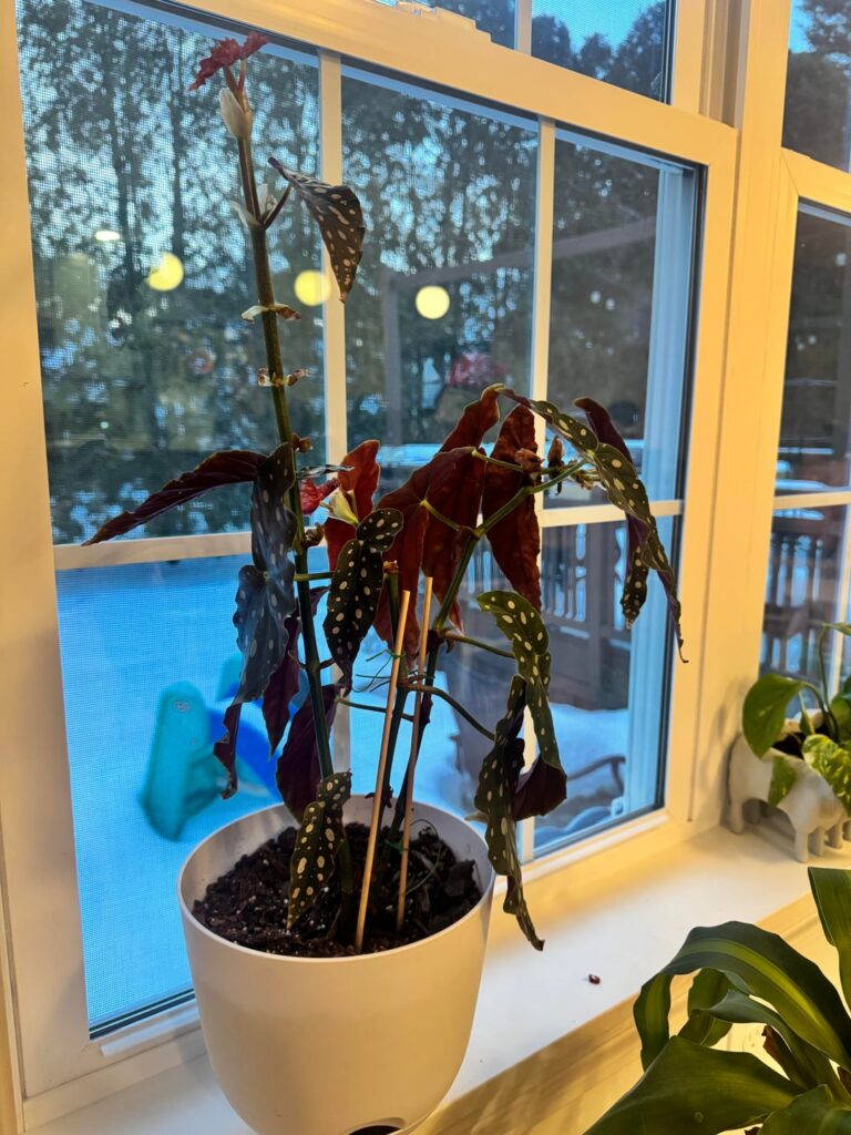 Begonia getting leggy? Begonia getting leggy?