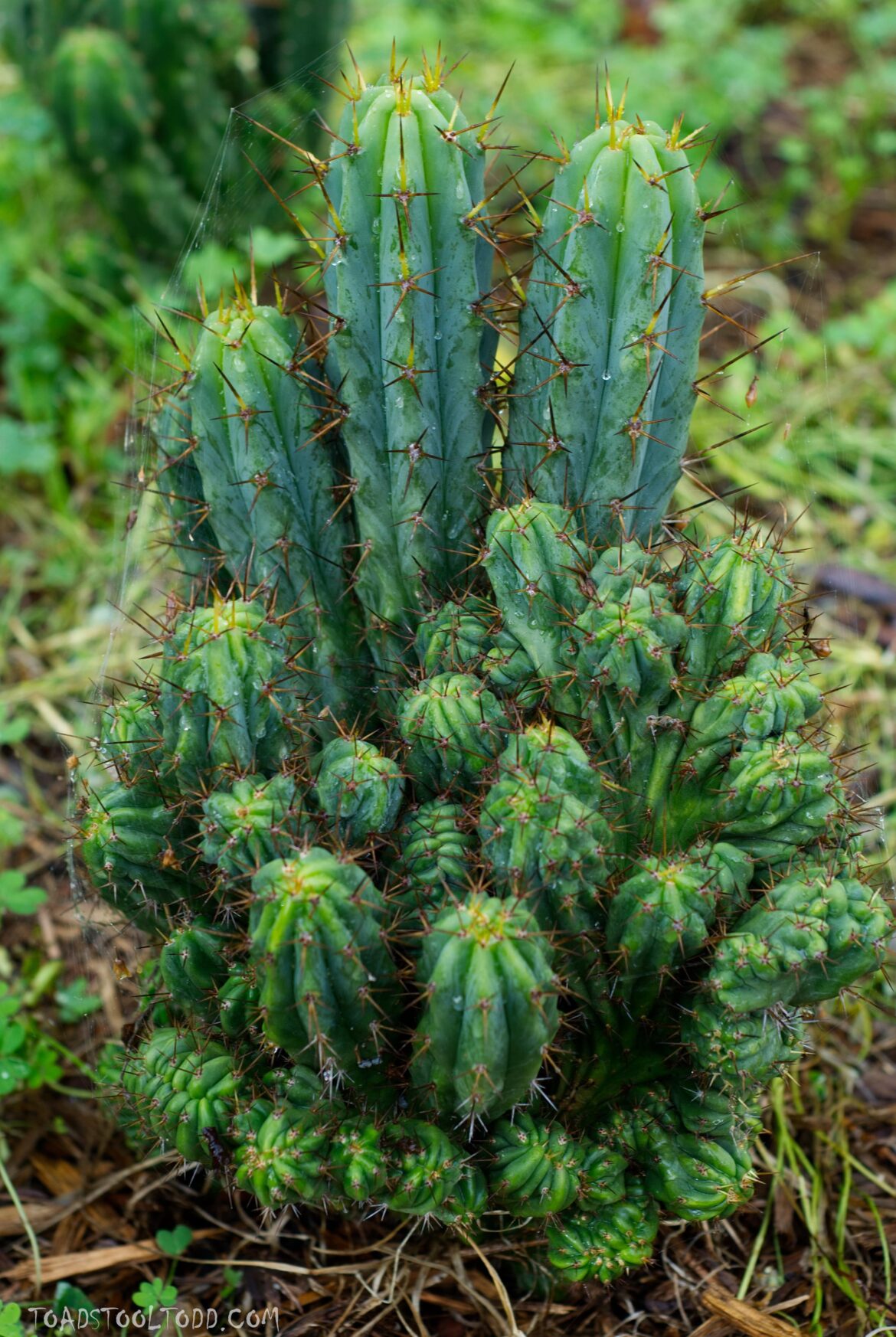 JB bridgesii x Fields bridgesii