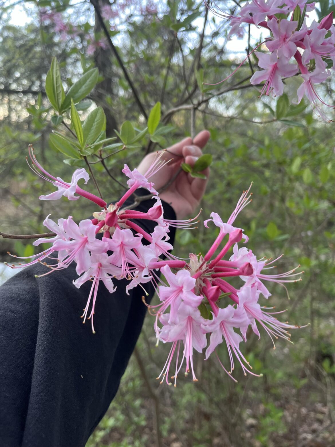 Pinkster Azalea - Rhododendron periclymenoides in southeastern US