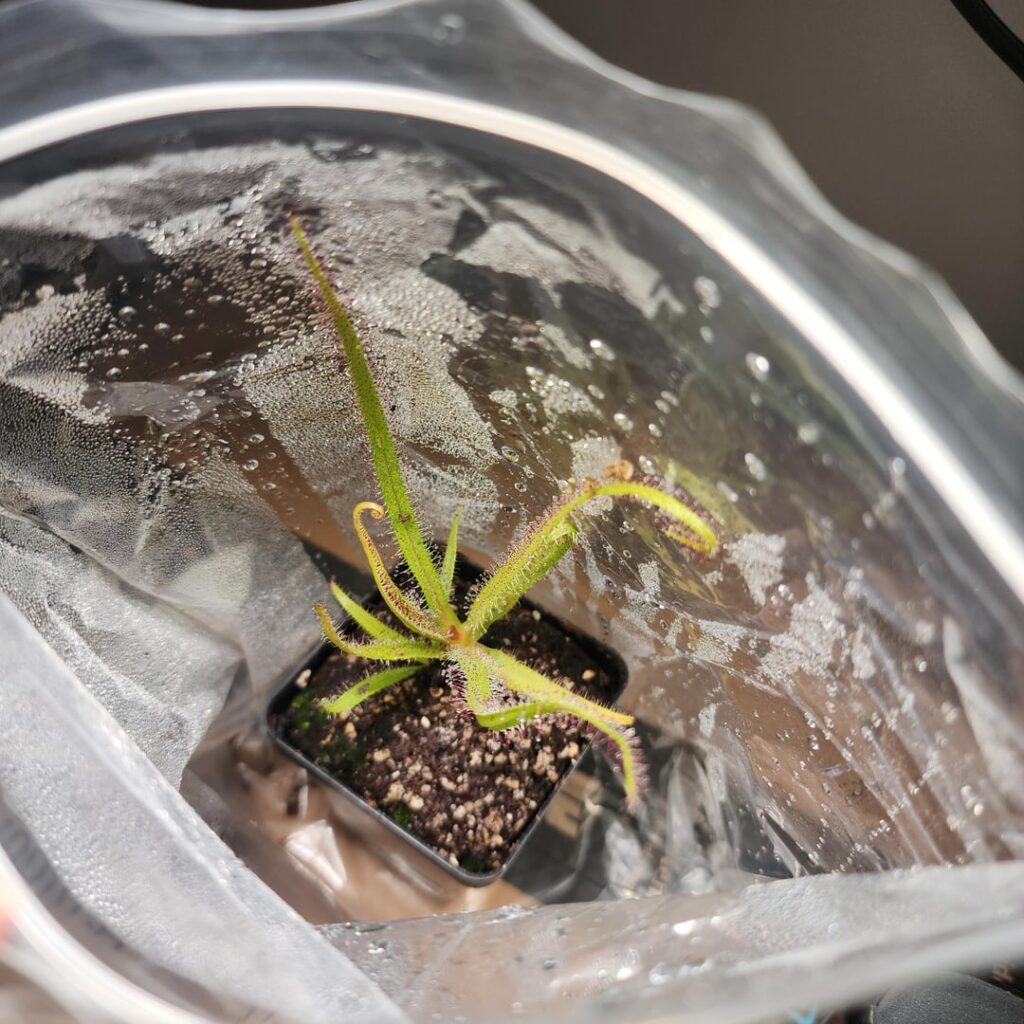 Drosera Regia progression from day 1 then vs now, am I doing okay before I repot this weekend? Drosera Regia progression from day 1 then vs now, am I doing okay before I repot this weekend?