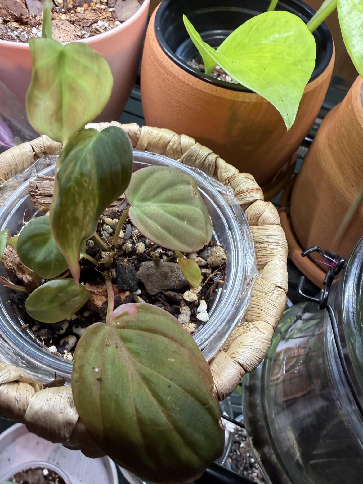 Philodendron True Pink Micans Low Variegation