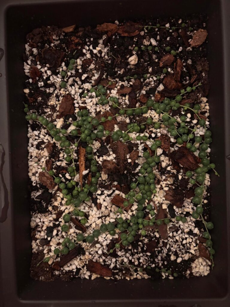 Progression of my pearls!