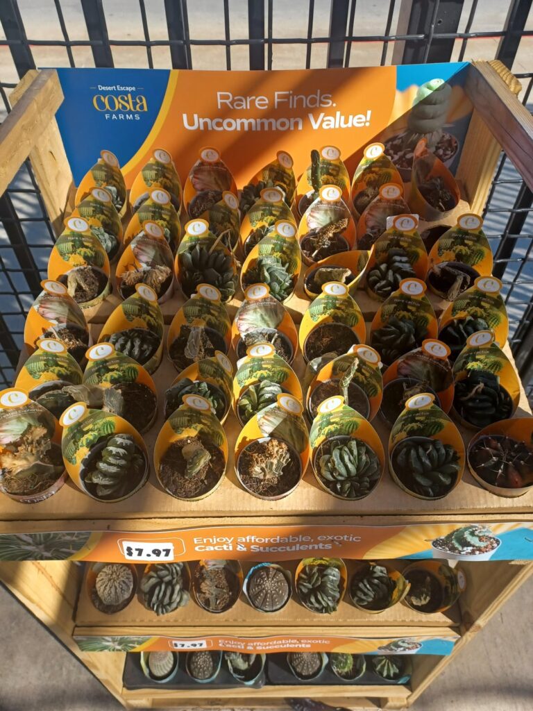 (Update) Look at how they massacred my BOYS!!!!🥺😭🫗💧💧💧💧💧💧💧💧🌵🌵🌵🌵🌵🌵🌵🌵