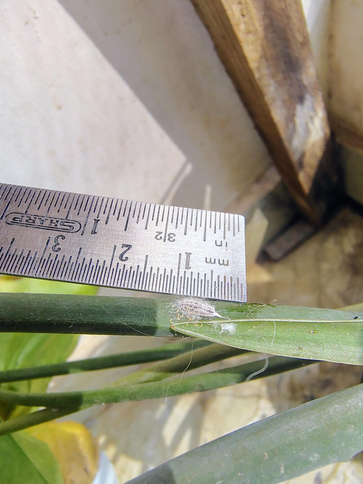 Am I the new record holder?