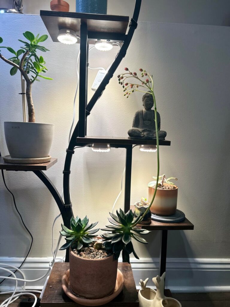 How can I get seeds out of my boy Fawkes?