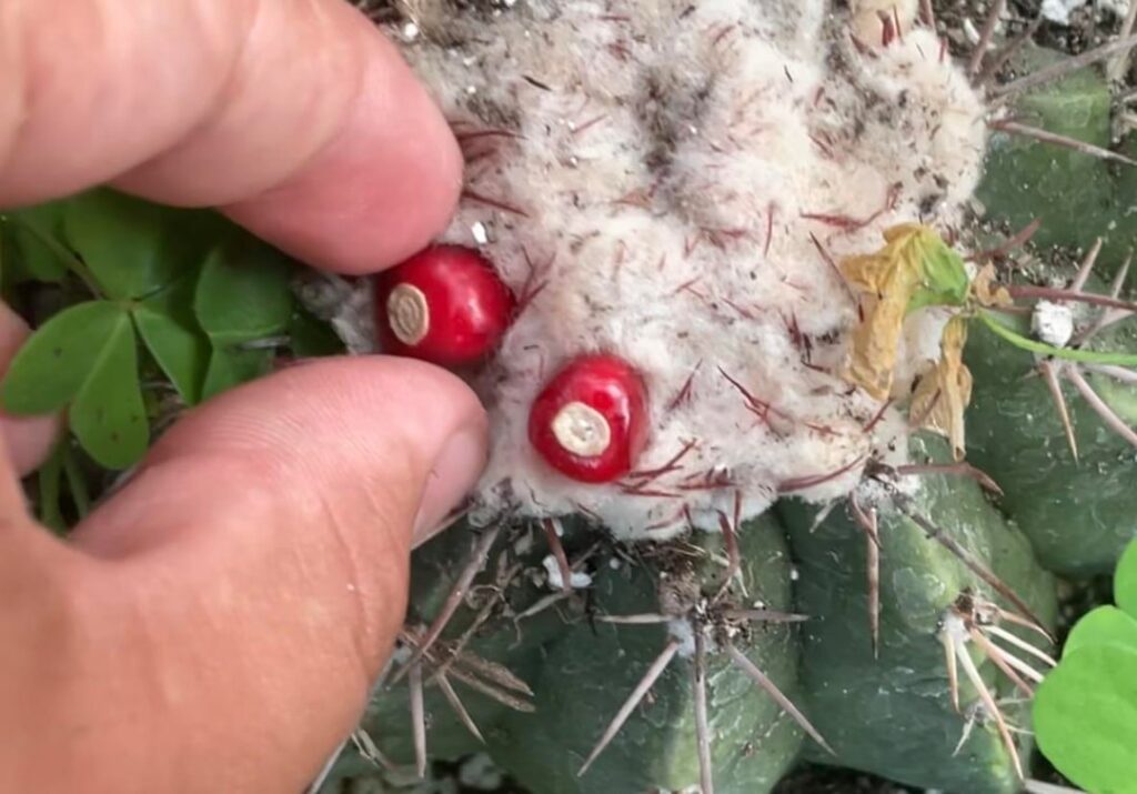 Little snacks from the garden