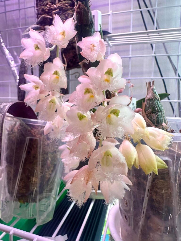 Clowesia Rebecca Northern ‘Mikkabi’