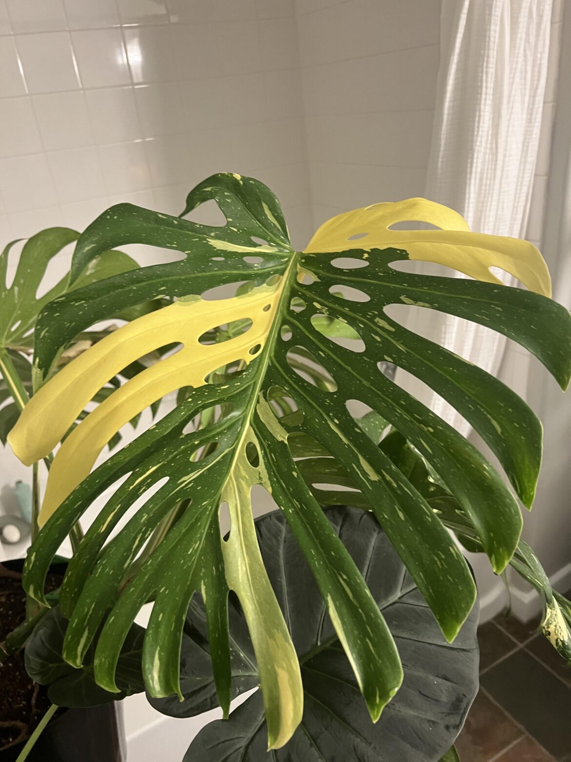New leaf 😍