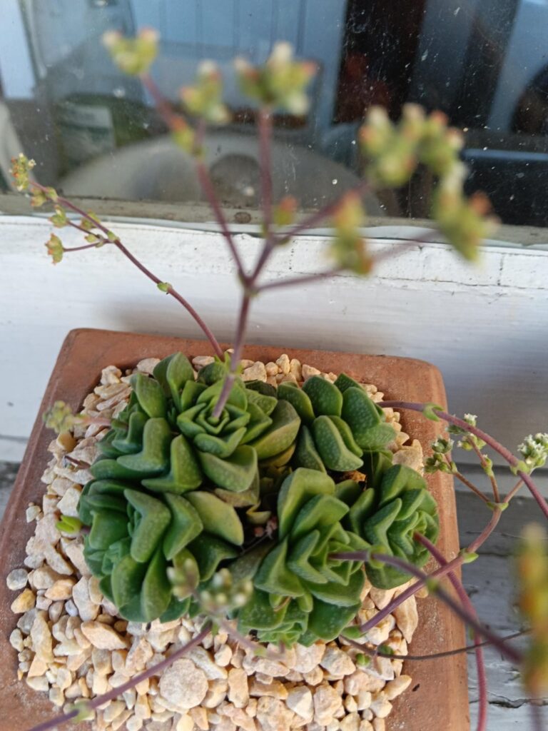 Little fellas acquired.