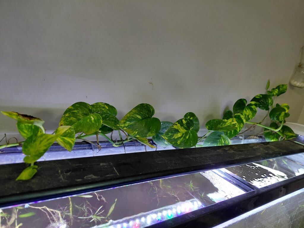 Pothos in paludarium