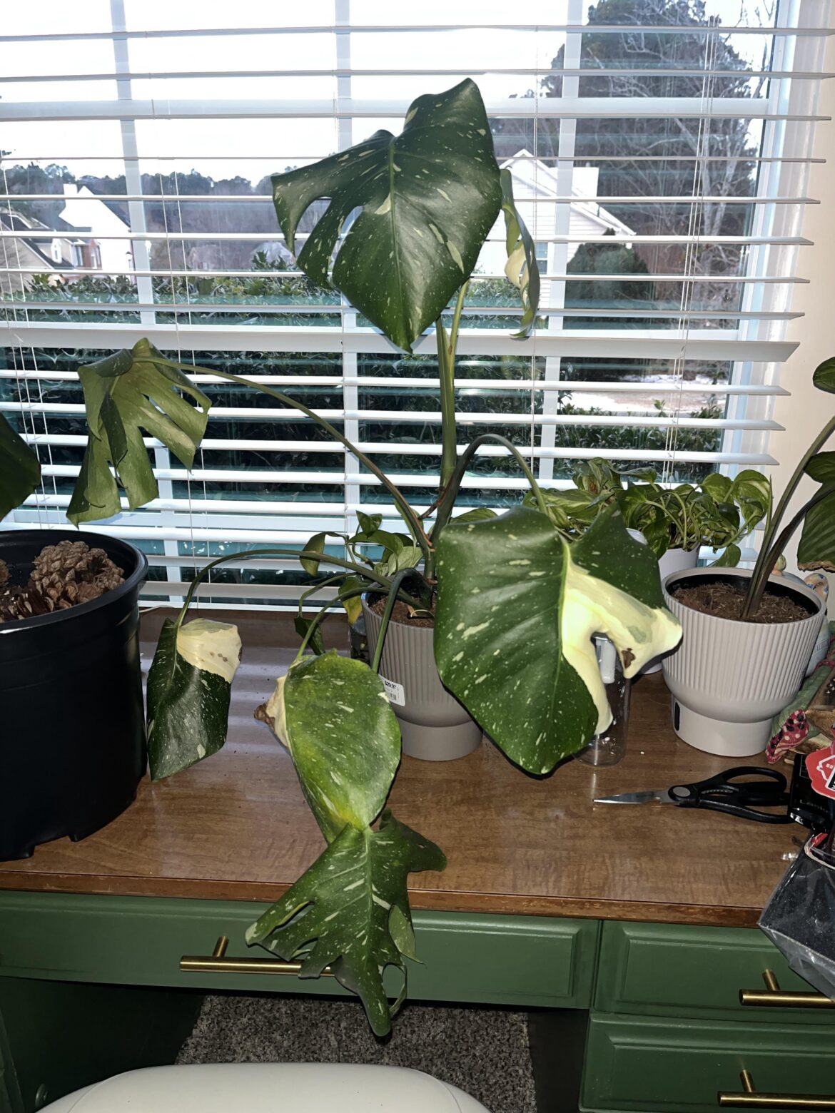 what’s wrong with my monstera?