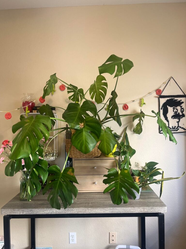 Please help me figure out what’s going on with my beloved Ms. Lucy