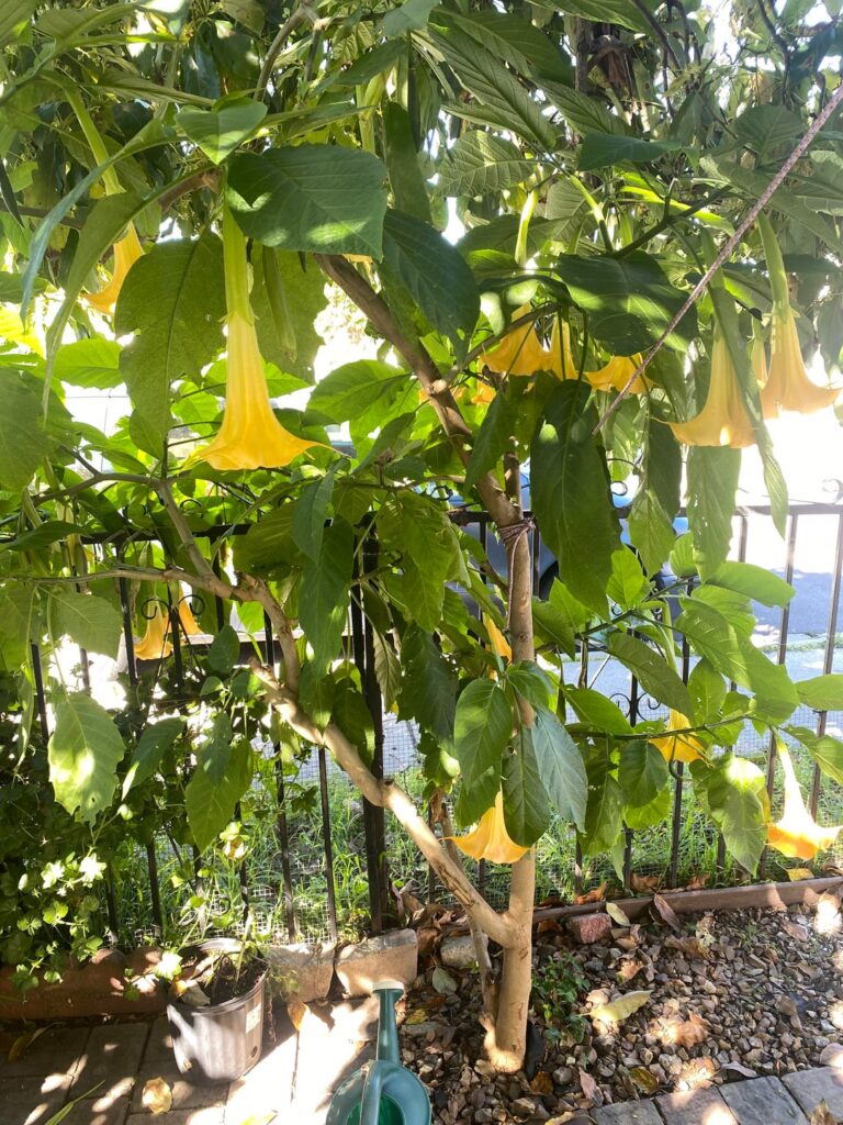 What tree is this ? Found in the west coast of CA