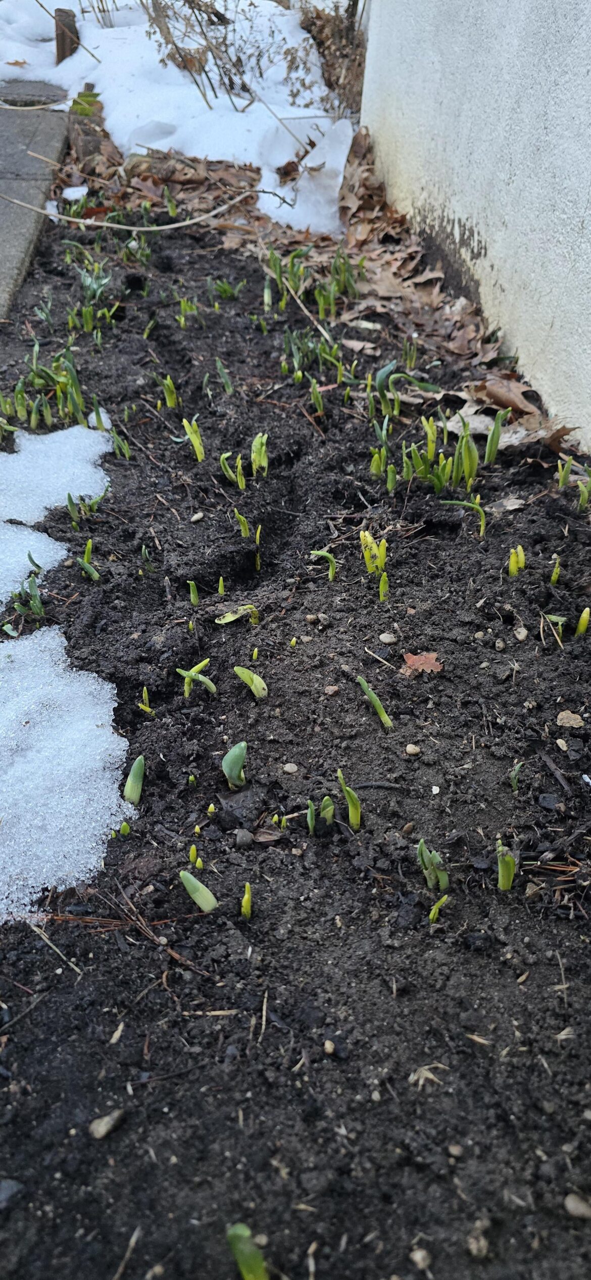 Snow Melt Surprise