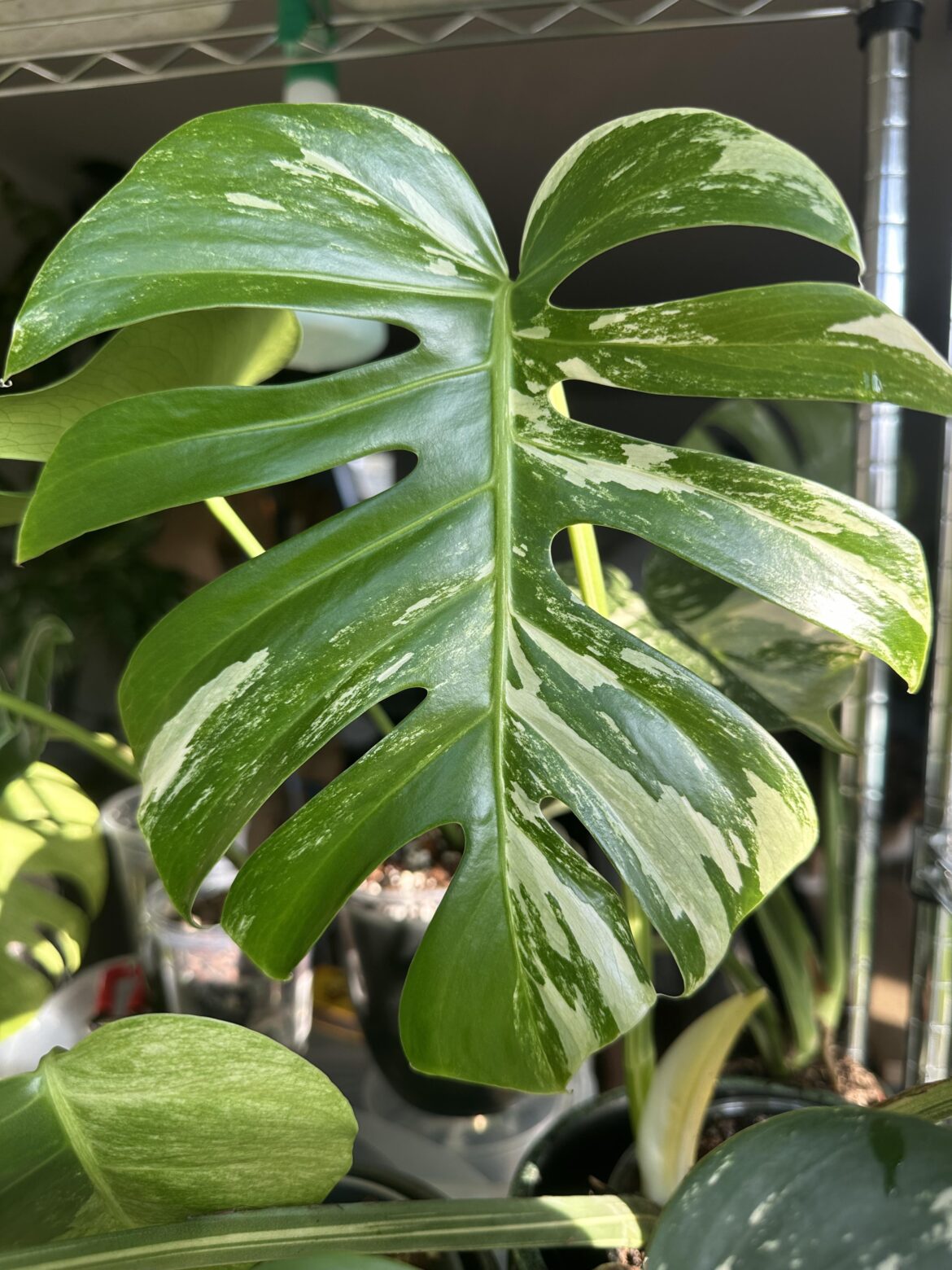 Monstera jungle mint
