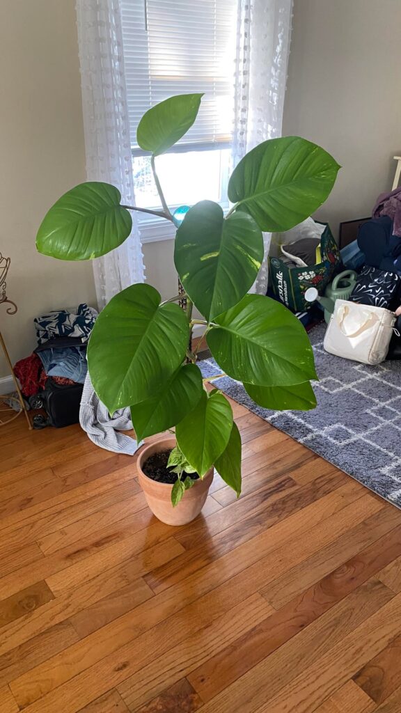 These 2 are like my kids atp (Ignore my messy house)