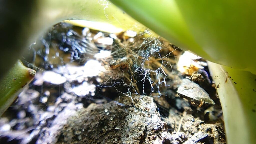 Sometimes it really is just a spider