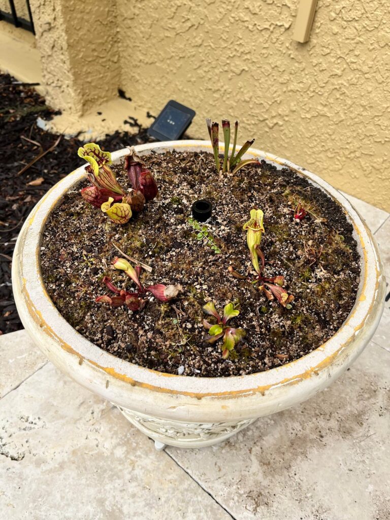 Spring Bog planter repots