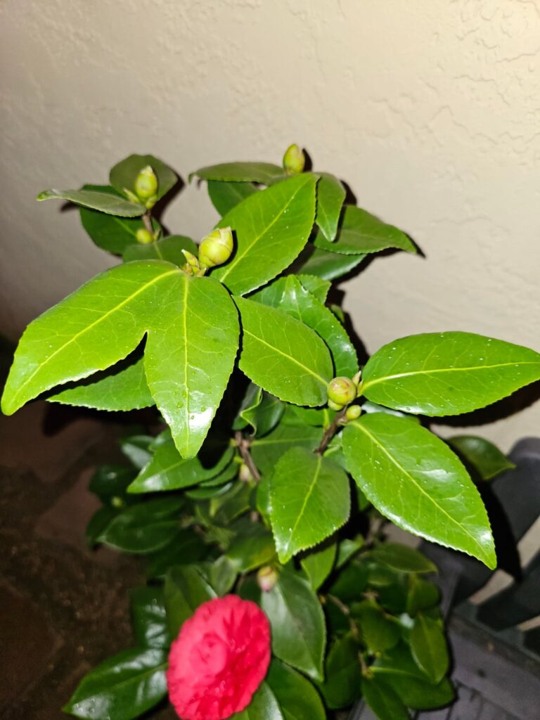 My funny leaf ❤️