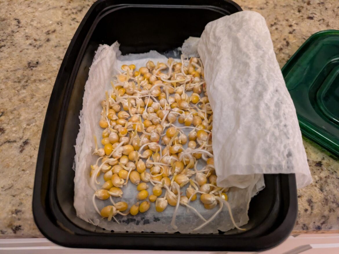 I put some organic pop corn kernels in a plastic container with wet paper towel