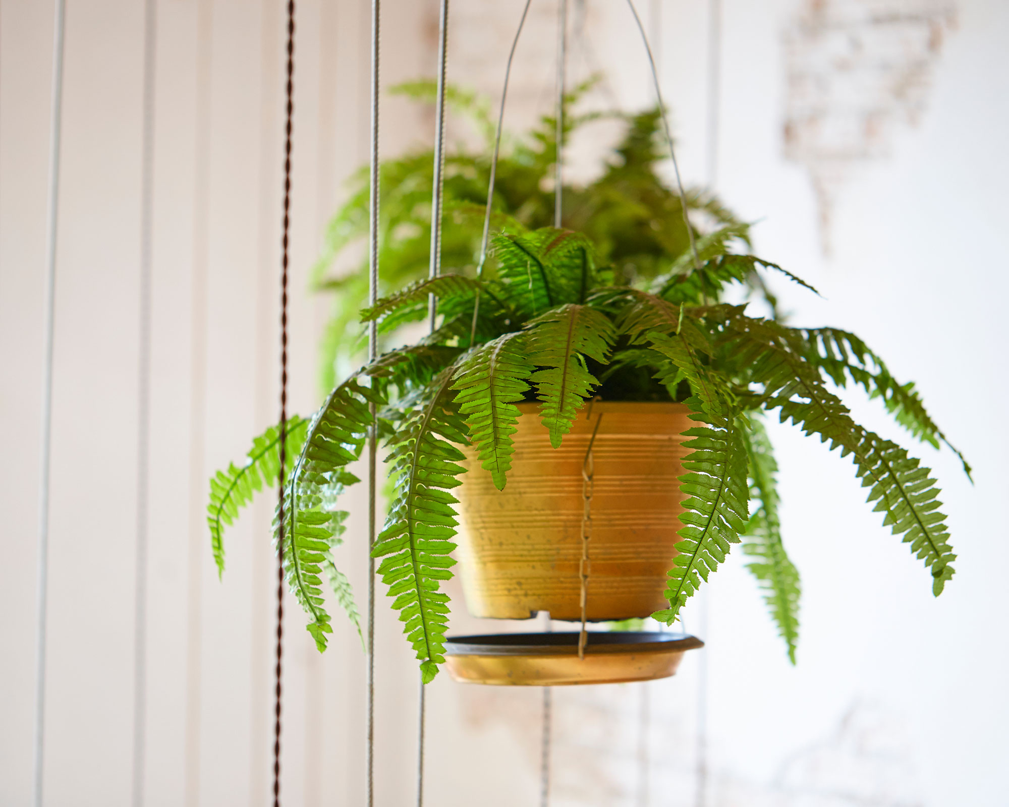 boston fern