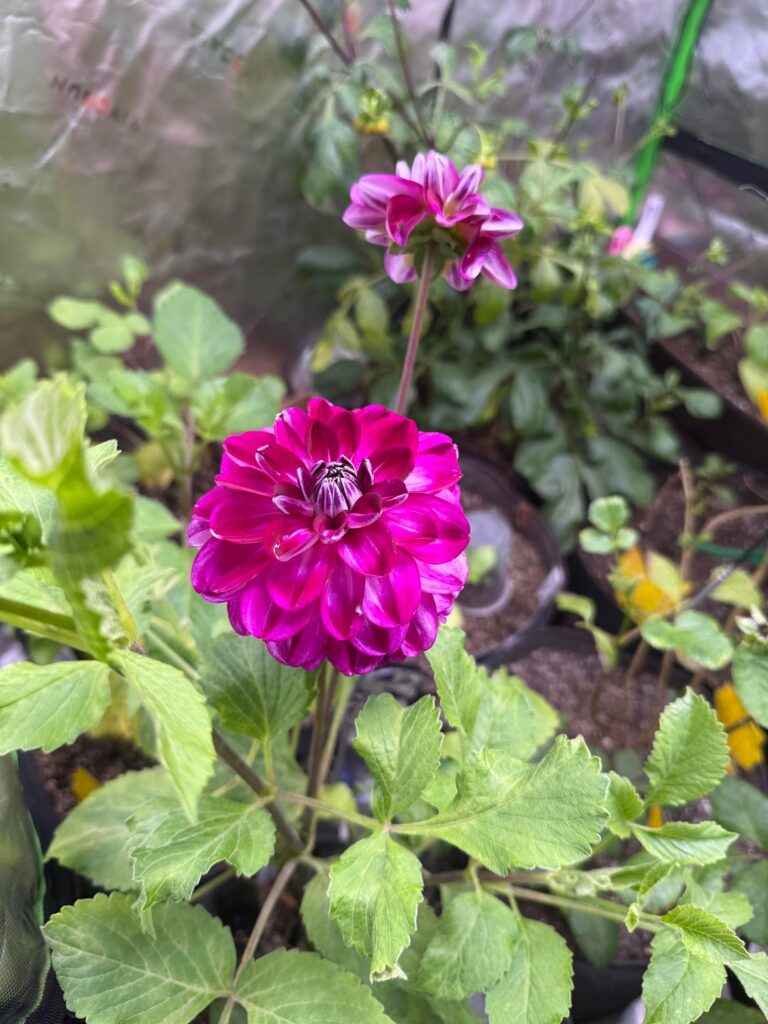 Our beautiful 3rd year seedling. This bloom is from the 2nd year’s cutting grow in our growtent ✨🌸🥰 Upstate NY today!