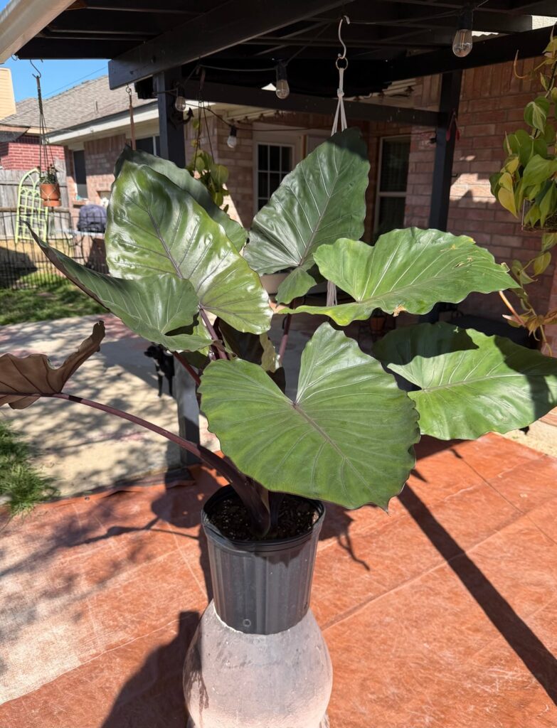 Dark Star repot advice