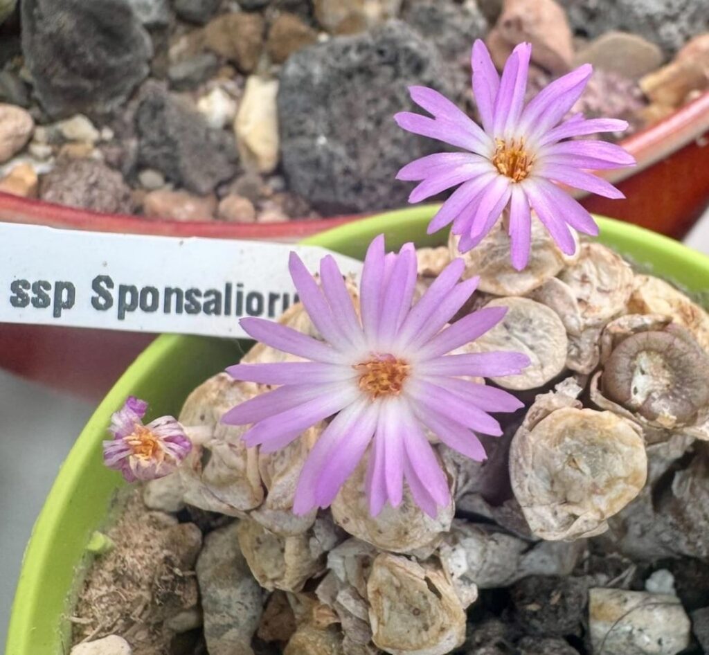 My Obscurum ssp sponsaliorum bloomed v early last year, (july)whilst still sheathed, second is yesterday
