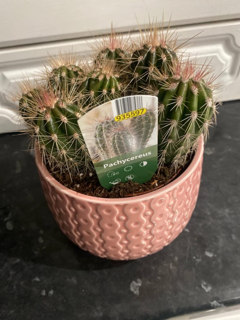 This is what it is labelled as when I bought it. Is it correct?