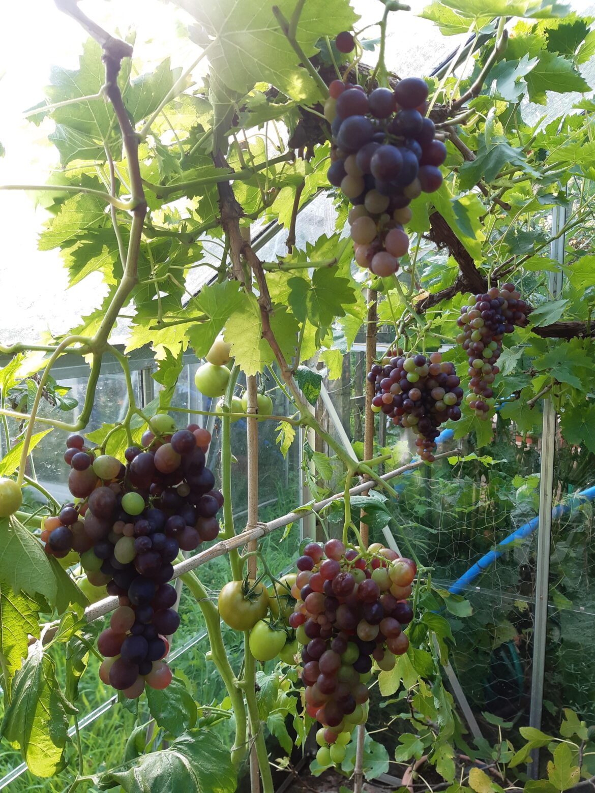 Advice for a shady greenhouse