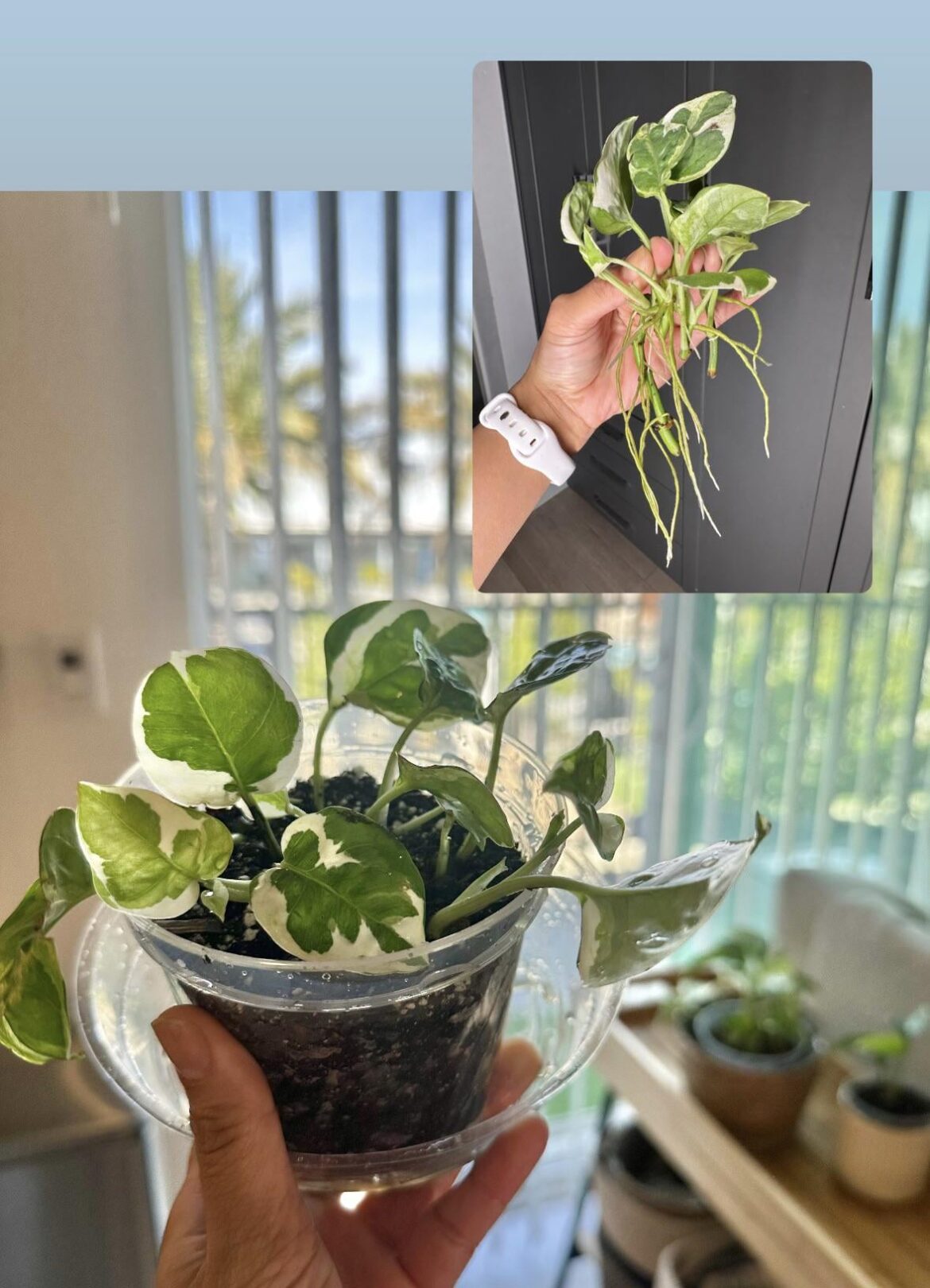 1st pothos propagation! Wish me luck🤞🏽 1st pothos propagation! Wish me luck🤞🏽