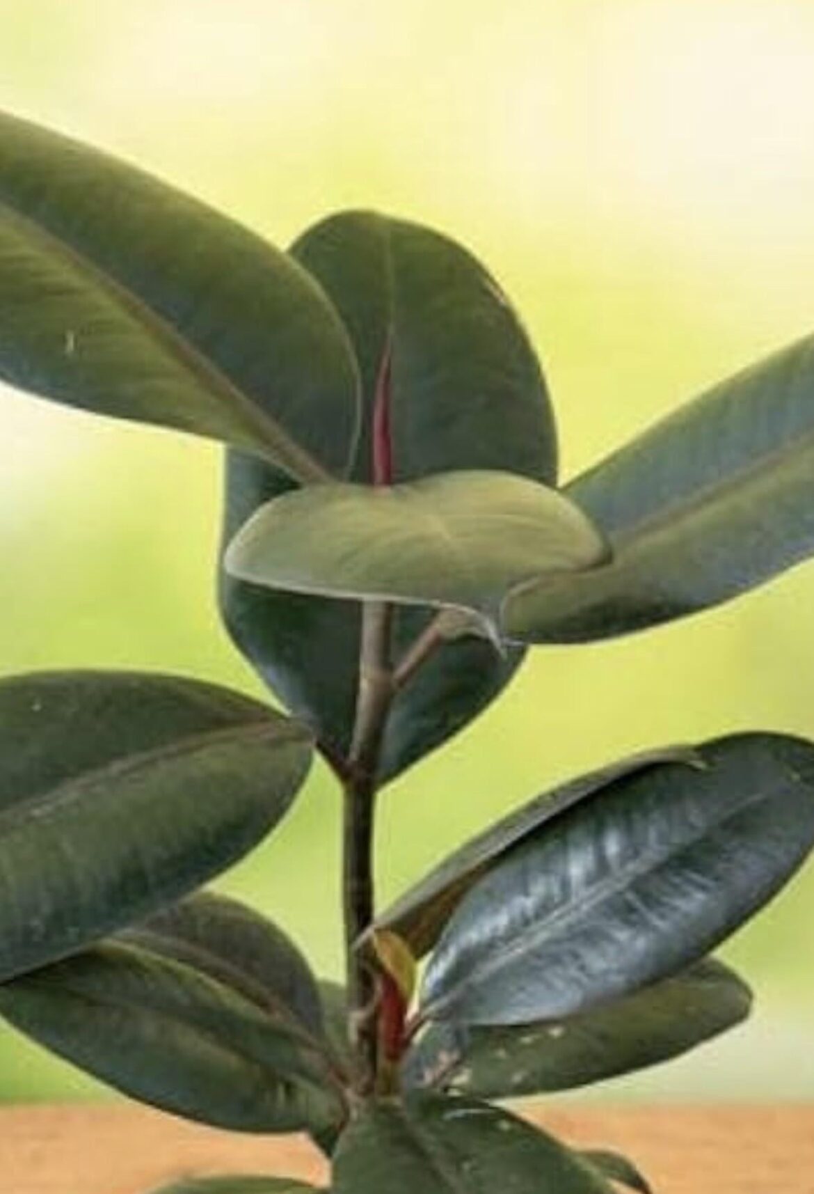 Tiny new shoot in rubber plant