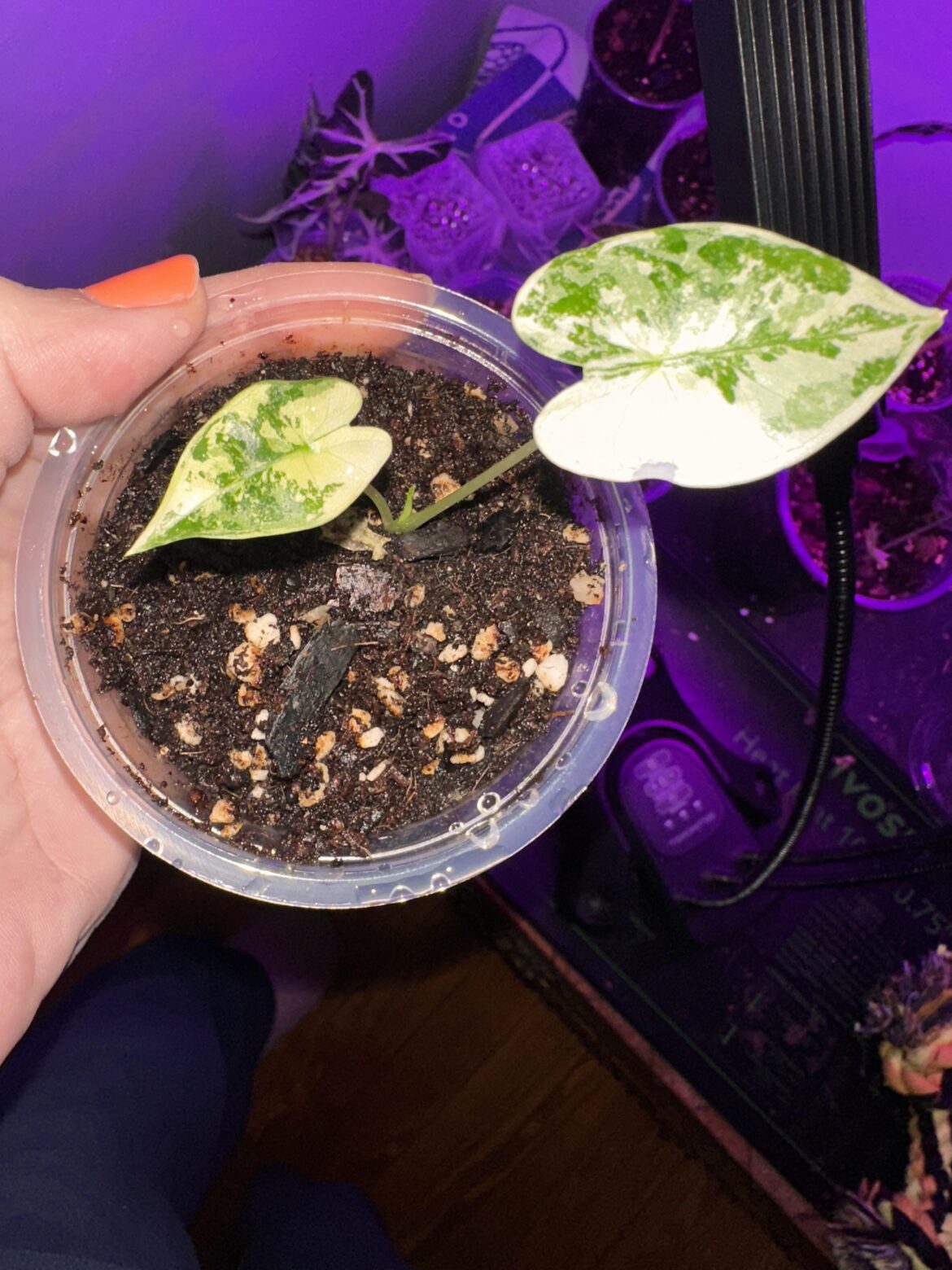 Mystery Corm Sprouting