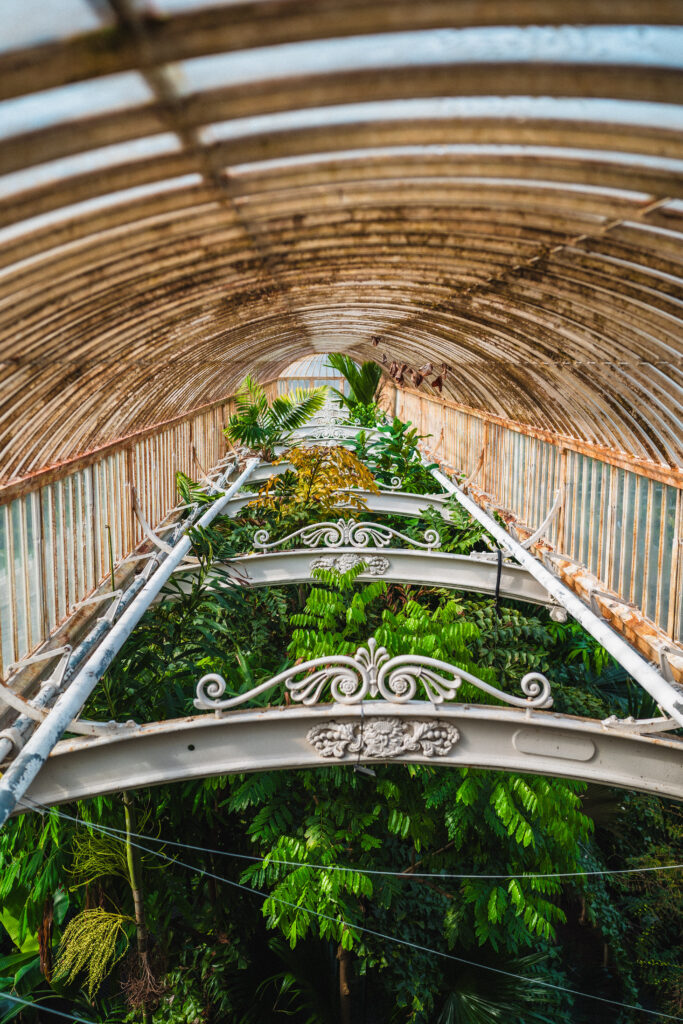 palm house kew gardens
