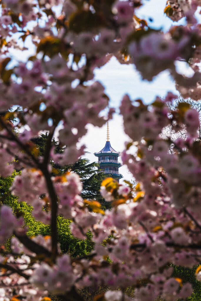 kew gardens blossom