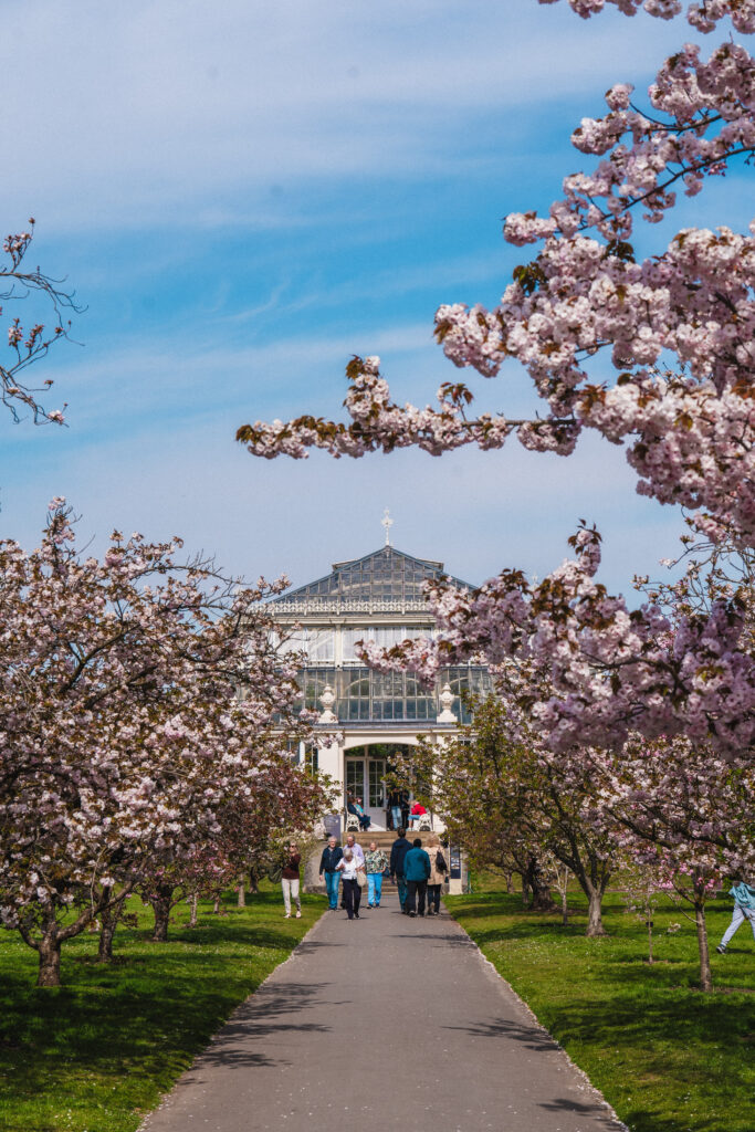 kew garden blossom